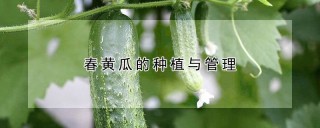 春黄瓜的种植与管理,第1图
