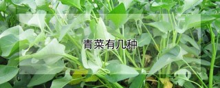 青菜有几种,第1图