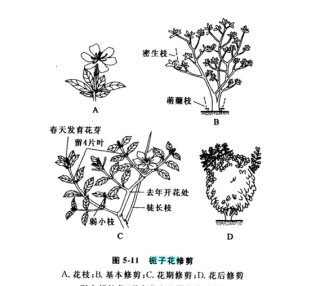 栀子花怎么修剪，栀子花什么时候修剪最适当呢,第1图