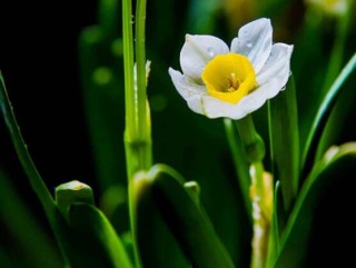 水仙花如何沙养，做好这五个基本要点便枝繁叶茂、花开爆盆,第4图