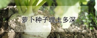 萝卜种子埋土多深,第1图