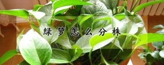 绿箩怎么分株,第1图