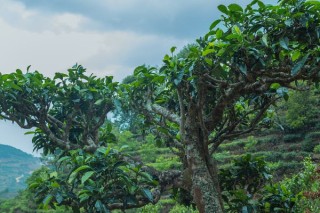 种植茶树的要求,第3图