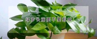 绿萝长藤要不要剪掉,第1图