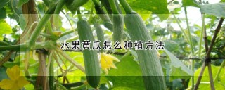 水果黄瓜怎么种植方法,第1图