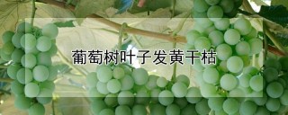 葡萄树叶子发黄干枯,第1图