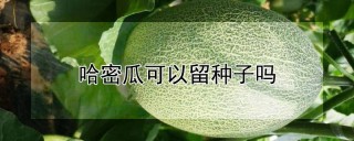 哈密瓜可以留种子吗,第1图