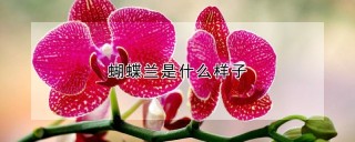 蝴蝶兰是什么样子,第1图