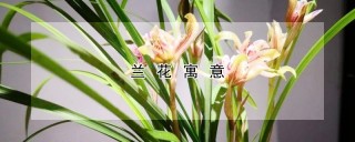 兰花寓意,第1图