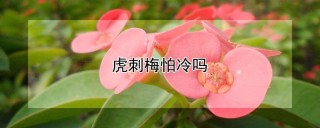 虎刺梅怕冷吗,第1图