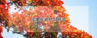 凤凰花长什么样子,第1图