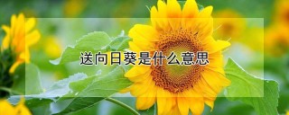 送向日葵是什么意思,第1图