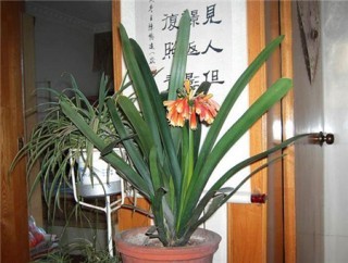 君子兰的种类，常见的分为垂笑和大花这两种,第2图