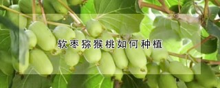 软枣猕猴桃如何种植,第1图
