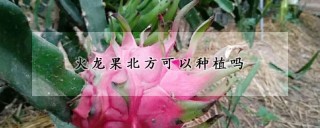 火龙果北方可以种植吗,第1图