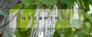 杨絮传播种子的方法,第1图