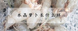 水晶萝卜长什么样,第1图