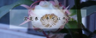 昙花养几年可以开花,第1图