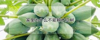 家里为什么不能种木瓜树,第1图