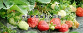 家庭种草莓怎么管理,第1图