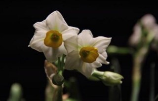 水仙花有哪些种类，分中国水仙和洋水仙两大类,第5图