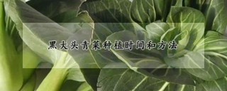 黑大头青菜种植时间和方法,第1图