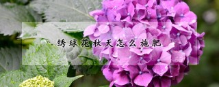 绣球花秋天怎么施肥,第1图