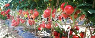 西红柿种子怎么留种,第1图