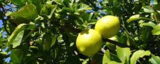 柠檬树怎么养,第1图
