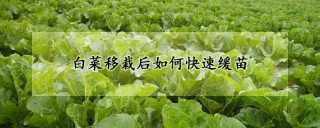 白菜移栽后如何快速缓苗,第1图