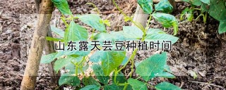 山东露天芸豆种植时间,第1图