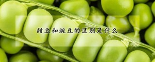 甜豆和豌豆的区别是什么,第1图