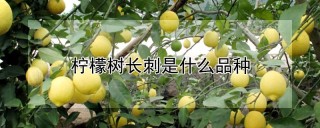 柠檬树长刺是什么品种,第1图