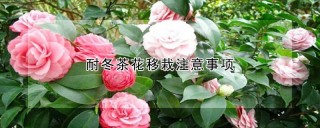 耐冬茶花移栽注意事项,第1图