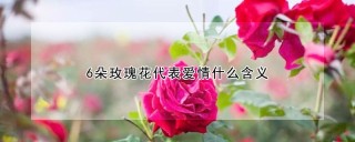6朵玫瑰花代表爱情什么含义,第1图