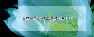 昙花一年能开几次最多能开几次,第1图