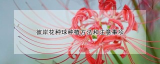 彼岸花种球种植方法和注意事项,第1图