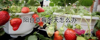 阳台草莓冬天怎么办,第1图