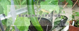 阳台黄瓜为什么只开花不结果,第1图