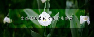 白色郁金香花语是什么意思,第1图