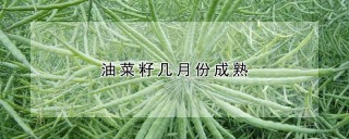 油菜籽几月份成熟,第1图