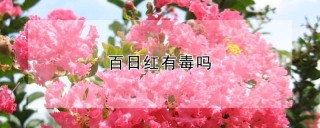 百日红有毒吗,第1图