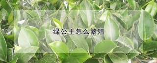 绿公主怎么繁殖,第1图