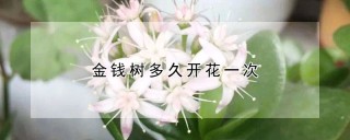 金钱树多久开花一次,第1图