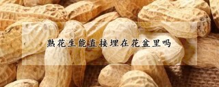 熟花生能直接埋在花盆里吗,第1图