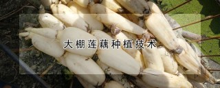 大棚莲藕种植技术,第1图