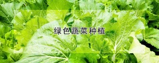 绿色蔬菜种植,第1图