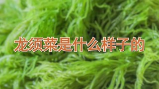 龙须菜是什么样子的,第1图