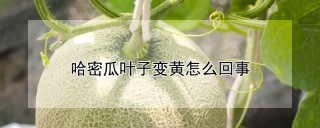 哈密瓜叶子变黄怎么回事,第1图