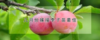 几月份嫁接李子苗最佳,第1图